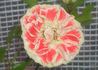 Most Unusual Day rose photo