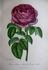Prince Bazile Dolgorouky rose photo