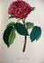 Pie IX rose photo