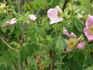 R. prattii rose photo