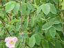 R. prattii rose photo