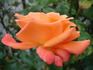 Bucks Fizz rose photo