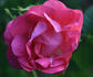 <i>Rosa rubiginosa</i> 'Duplex' rose photo