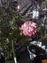 Picotee ™ rose photo