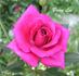 Brian Lee ™ rose photo