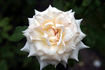 Kaiserin Zita rose photo