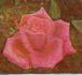 George C. Waud rose photo