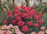 George C. Waud rose photo