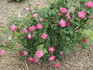 Zitkala rose photo