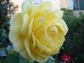 O Sole Mio ® rose photo