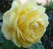 O Sole Mio ® rose photo