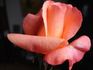 Julie Cussons rose photo