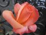 Julie Cussons rose photo