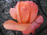 Julie Cussons rose photo
