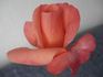 Julie Cussons rose photo