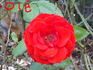 Olé rose photo