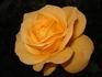 Golden Oldie rose photo