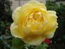 O Sole Mio ® rose photo