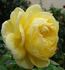 O Sole Mio ® rose photo