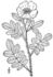 <i>Rosa arkansana</i> var. <i>suffulta</i> rose photo