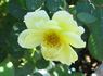 Sky's The Limit™ rose photo