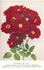 Folkestone rose photo