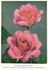 Dickson's Bouquet rose photo