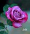 Blue Chip rose photo