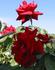 Burning Desire ™ rose photo