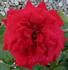 Burning Desire ™ rose photo