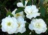 White Simplicity ® rose photo