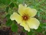 Sunny June rose photo