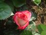 Apache Tears rose photo