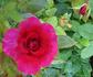 Purple Simplicity rose photo