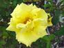 Dream Yellow ™ rose photo