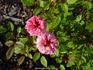 Pink Marina Kordana rose photo