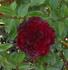 My Valentine ™ rose photo