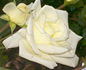 Atomic White rose photo