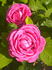 Duchesse de Galliera rose photo