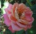 Maria Peral rose photo