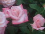Mary McKillop rose photo