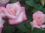 Mary McKillop rose photo