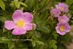 <i>Rosa palustris</i> var. <i>nuttalliana</i> hort. ex Rehder rose photo