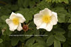 <I>Rosa pimpinellifolia</i> 'chlorocarpa' rose photo