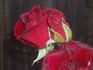 Black Velvet rose photo