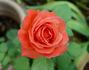 Red Tropicana rose photo