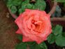 Red Tropicana rose photo