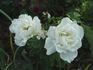 Wedding Song rose photo