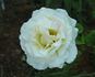 Wedding Song rose photo