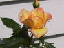 Laura Alexander rose photo
